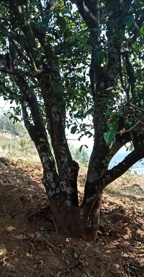 2022年香椿林古樹(shù)春茶多少錢(qián)一公斤？