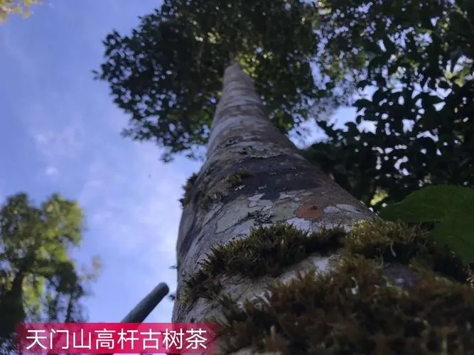 2022年天門山古樹春茶特點(diǎn)？