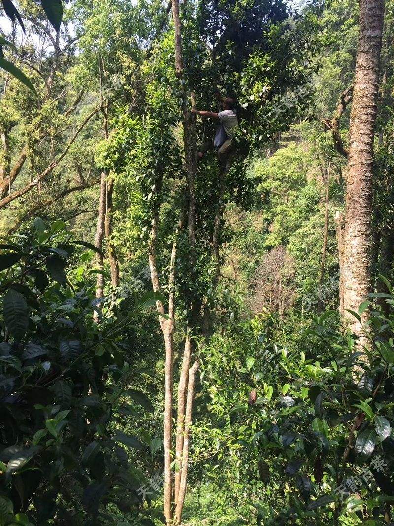 2022年天門(mén)山古樹(shù)春茶口感？