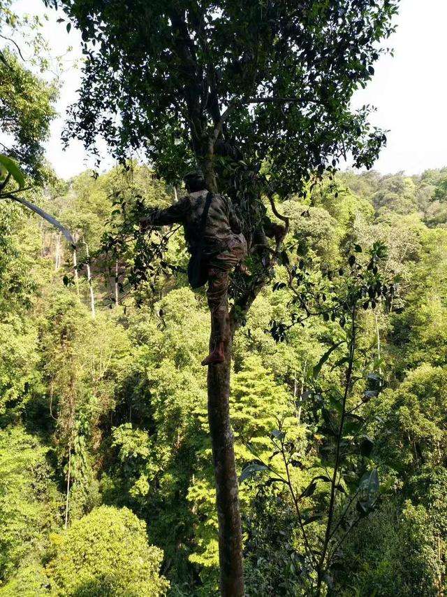 2022年天門山古樹春茶價格？