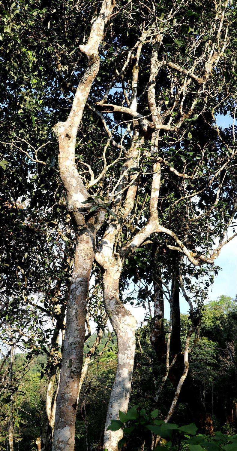 2022年天門山高桿古樹茶,神秘存在的好茶