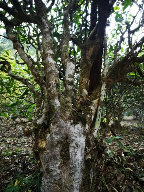 2022年高山寨古樹春茶價(jià)格？