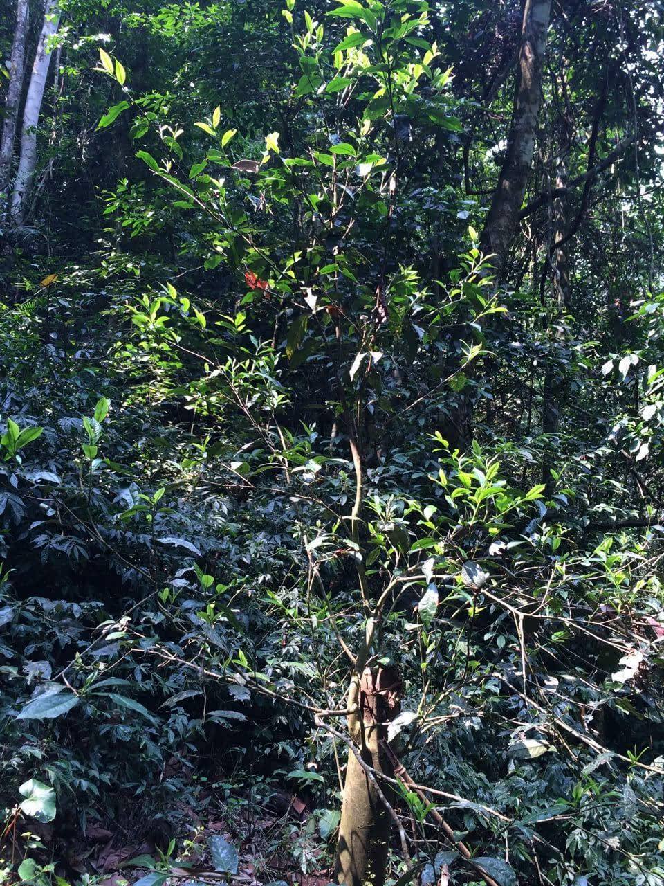 2022年高山寨古樹春茶多少錢一公斤？