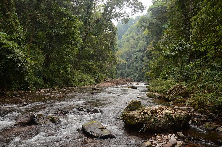 2022年銅箐河古樹春茶特點(diǎn)？