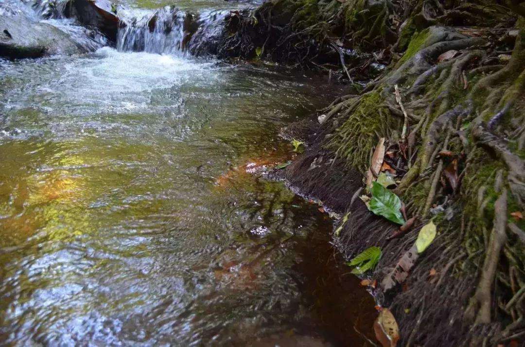 2022年銅箐河古樹(shù)春茶口感？