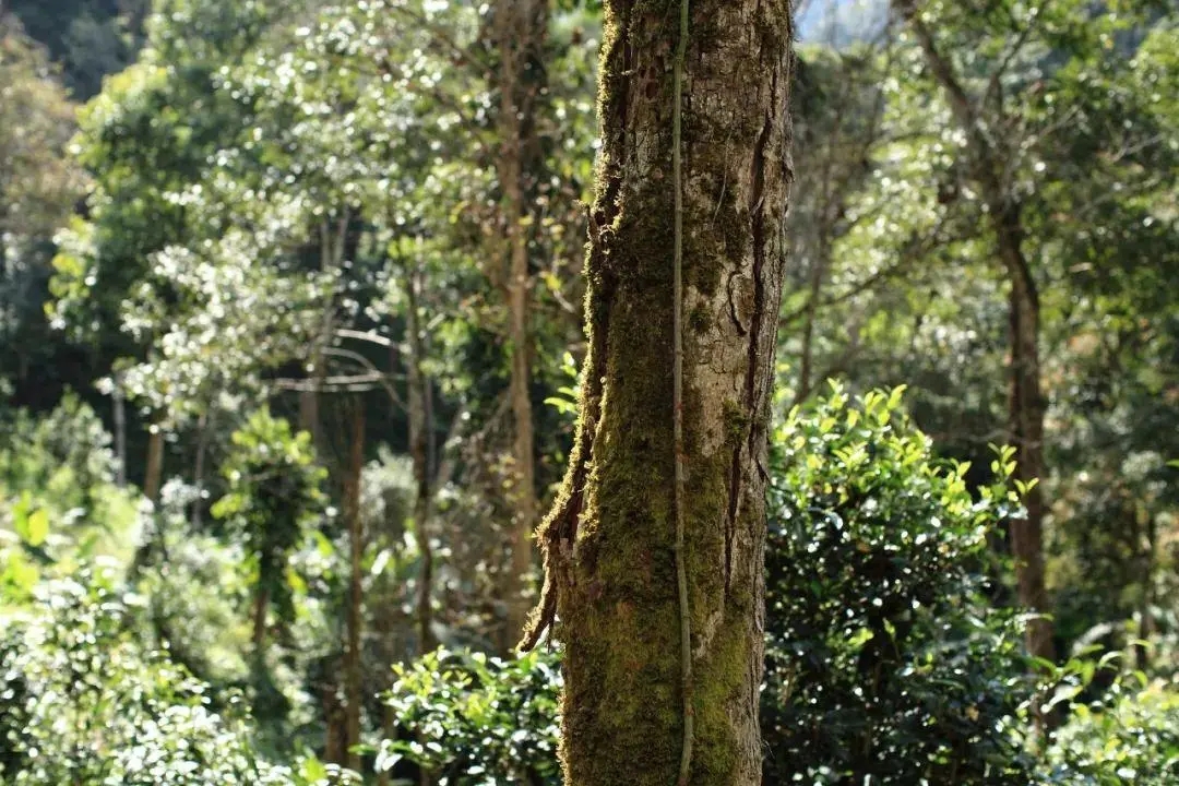 2022年百花潭古樹春茶口感？