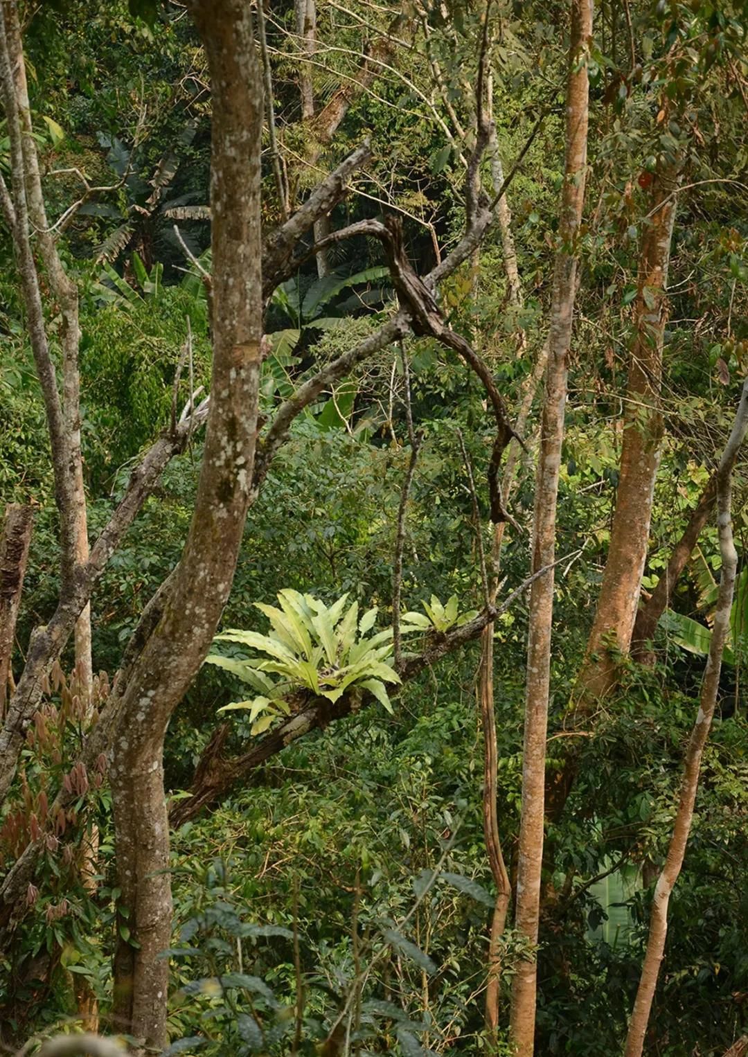 2022年百花潭古樹春茶多少錢一公斤？