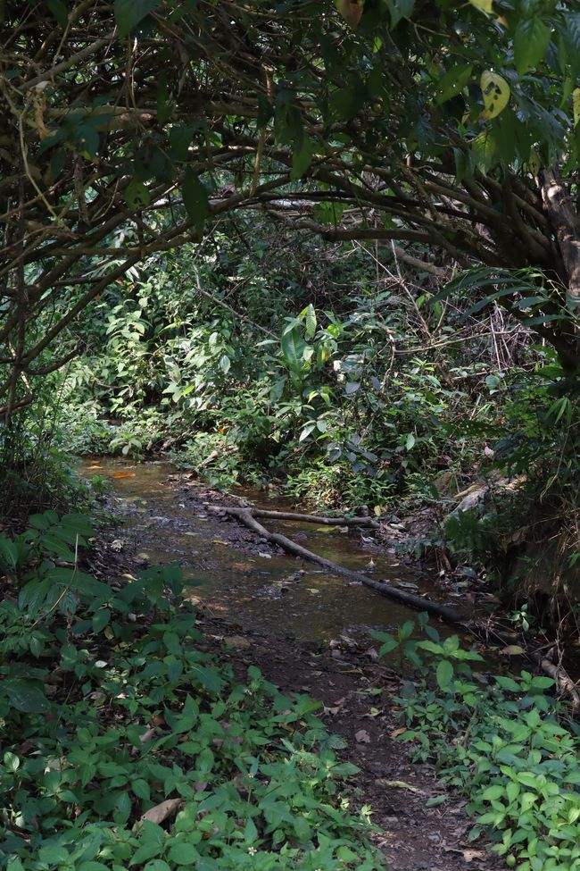 2022年蟒蛇箐古樹春茶特點(diǎn)？