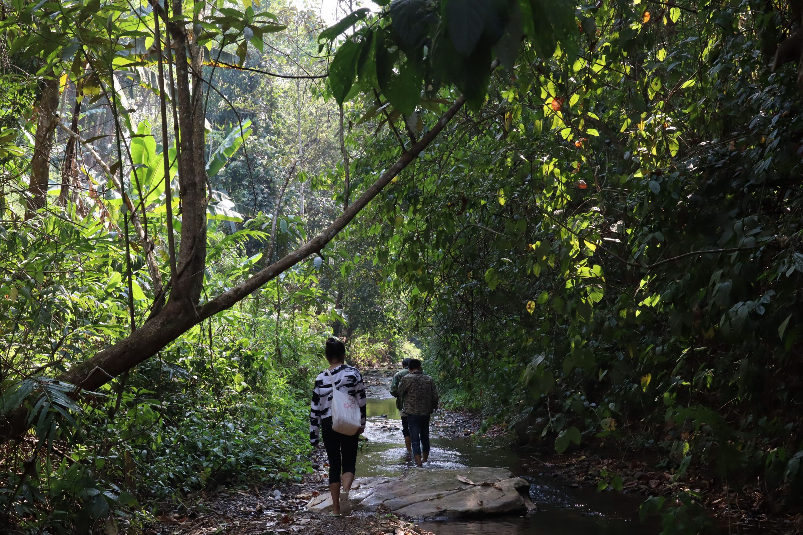 2022年蟒蛇箐古樹春茶口感？