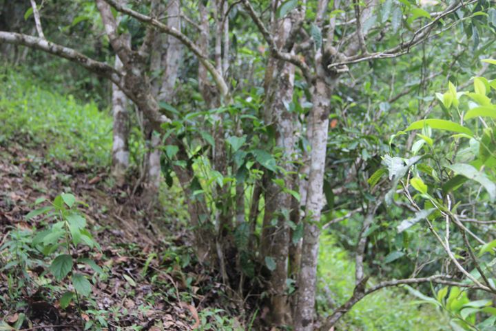 2022年銅箐河古樹春茶多少錢一公斤？