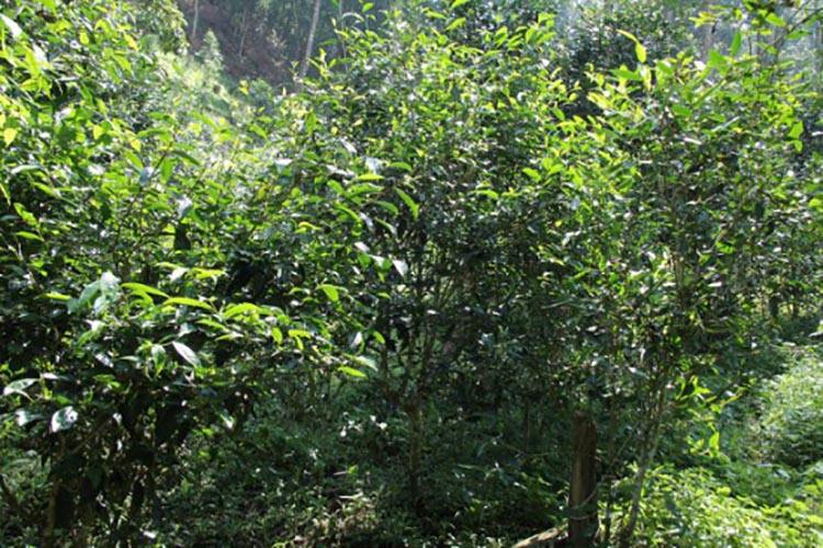 2022年倚邦曼拱古樹(shù)春茶價(jià)格？