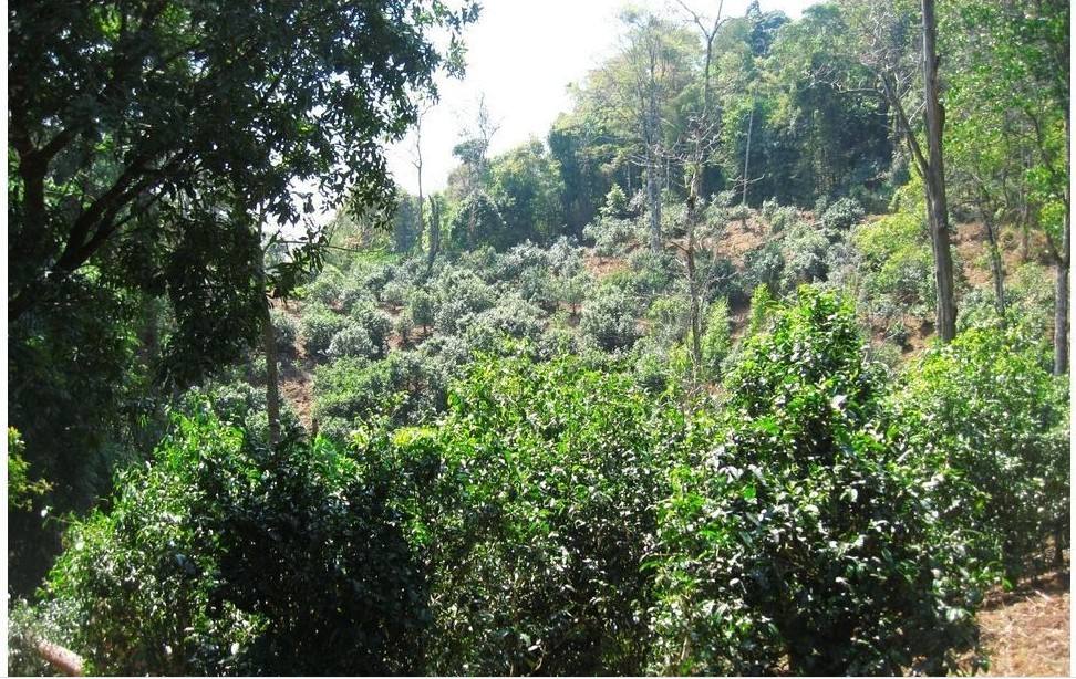 2022年大黑樹林古樹春茶口感？