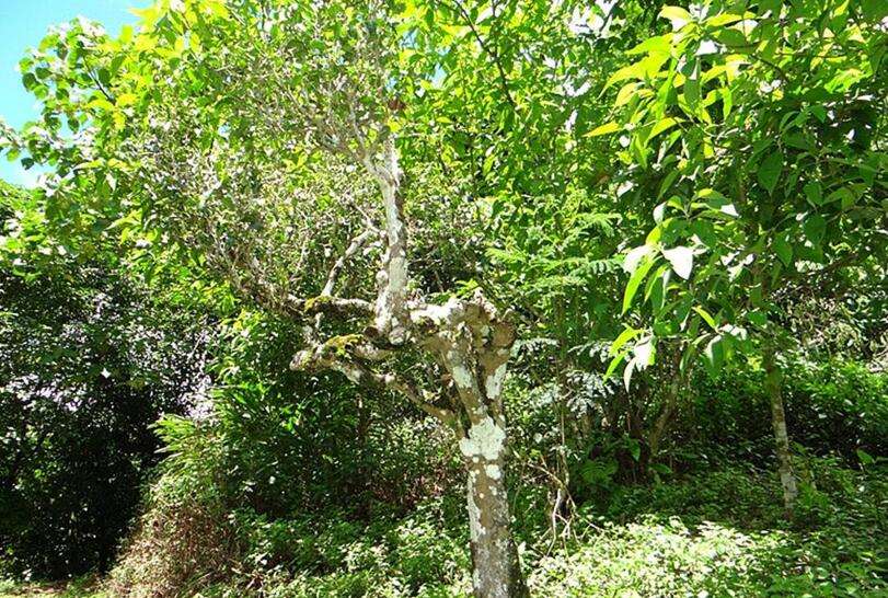 2022年大黑樹林古樹春茶價(jià)格？