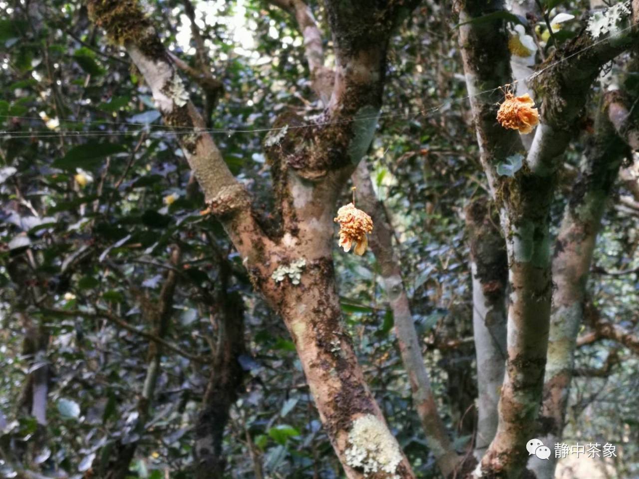 2022年大黑森林古樹春茶多少錢一公斤？