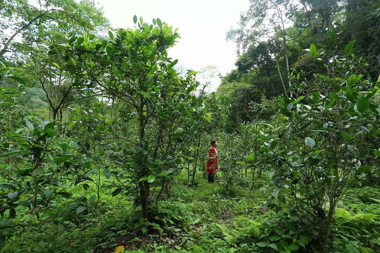 2022年曼松古樹春茶口感？