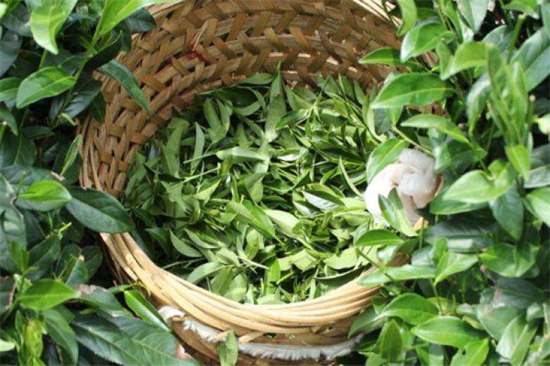 2022年曼松古樹春茶價(jià)格？