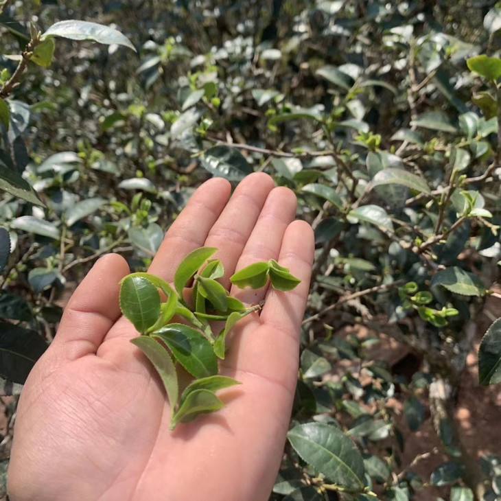 2022年倚邦貓耳朵古樹(shù)春茶口感？