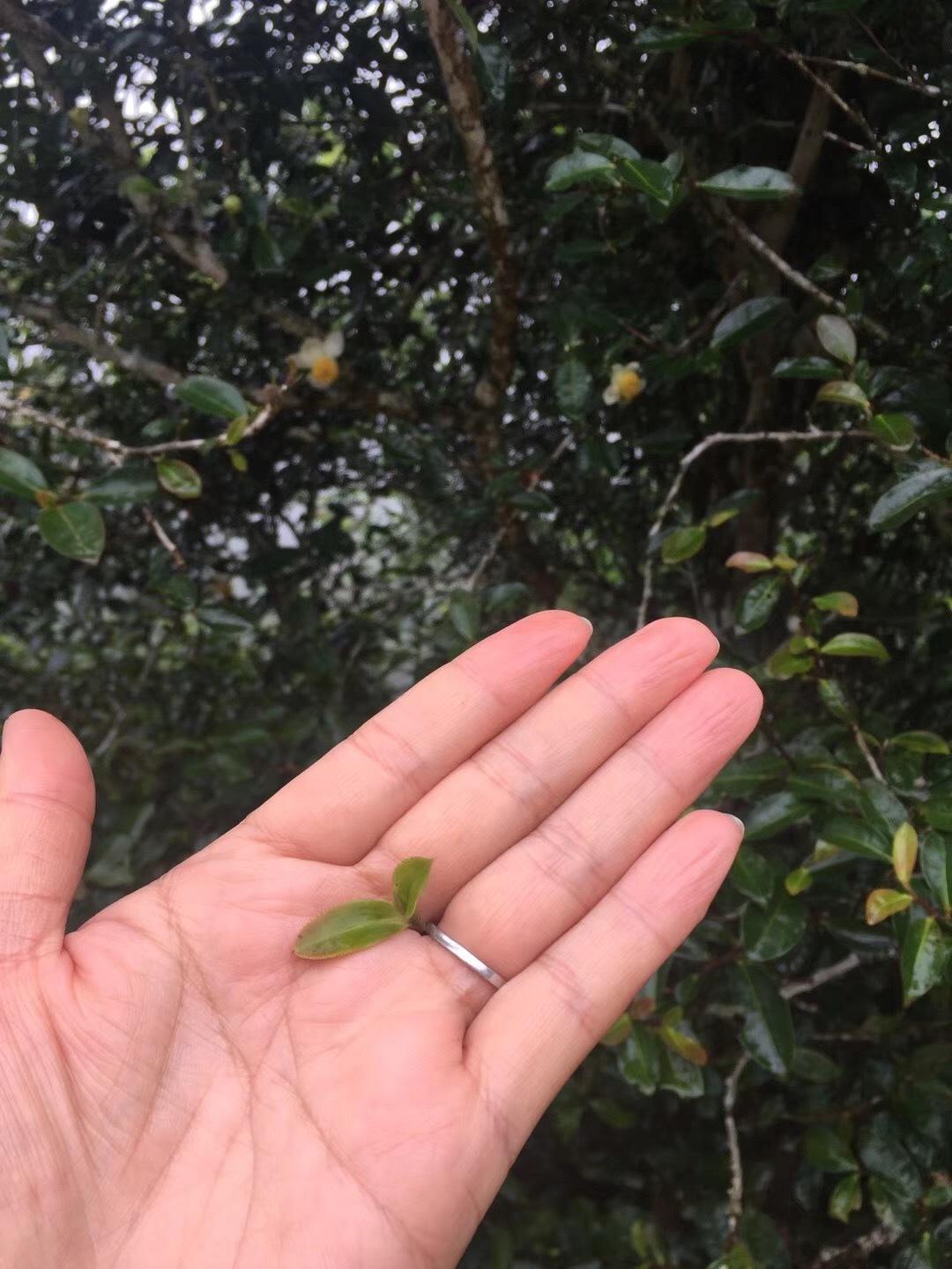 2022年倚邦貓耳朵古樹春茶價(jià)格？