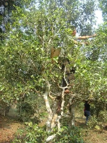 2022年蠻磚古樹春茶價(jià)格？