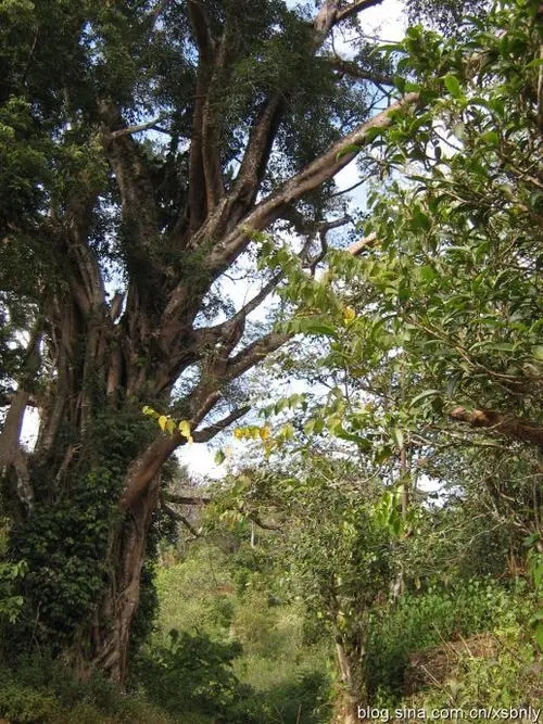 2022年蠻磚古樹春茶多少錢一公斤？