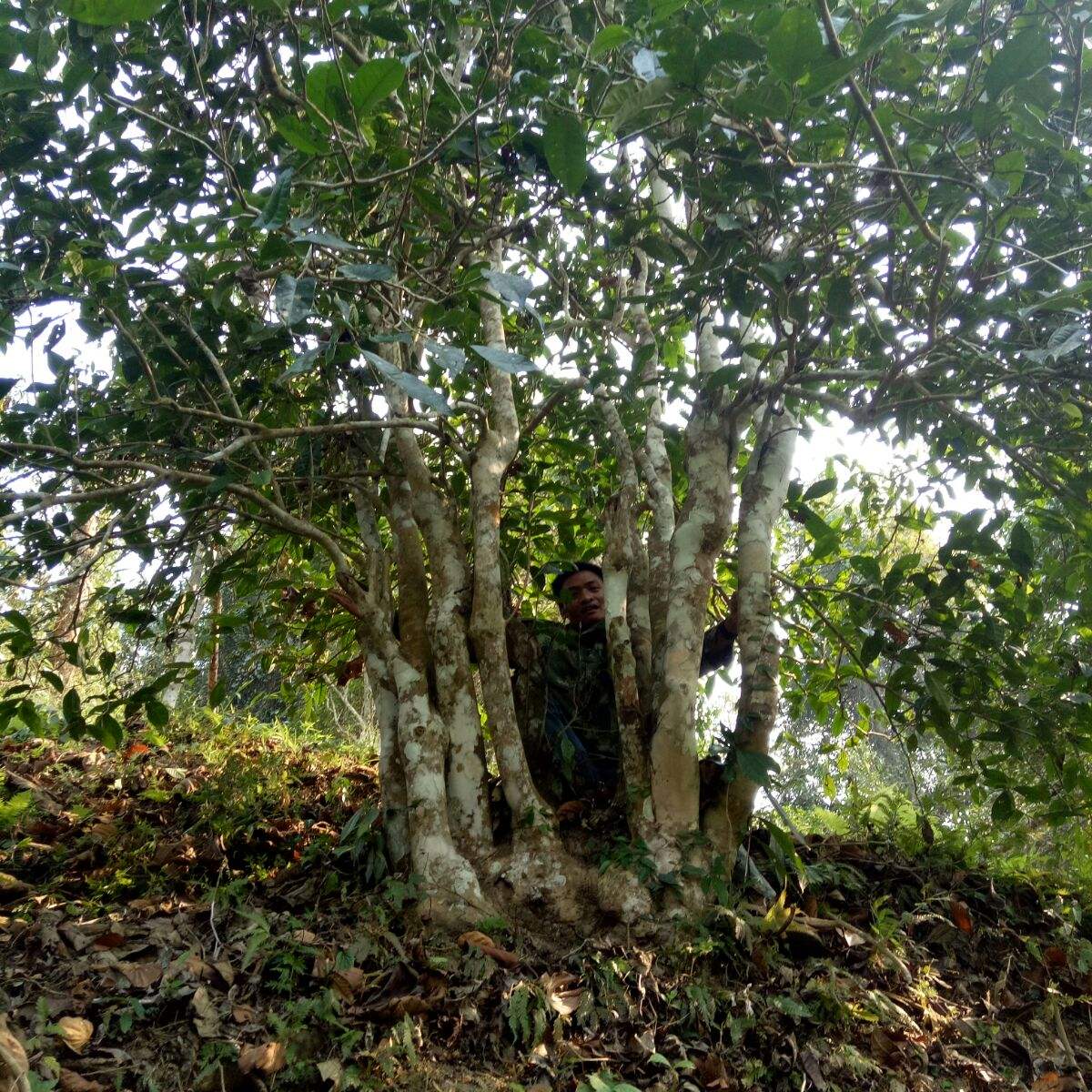 2022年蠻磚瓦龍古樹春茶特點(diǎn)？