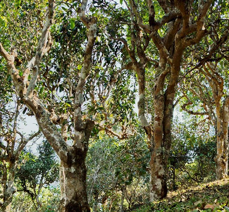 2022年蠻磚瓦龍古樹春茶價(jià)格？