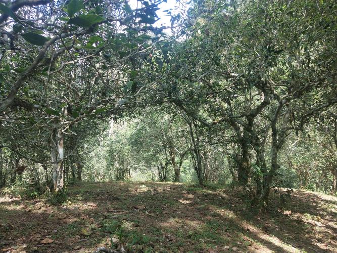 2022年革登古樹春茶多少一公斤？