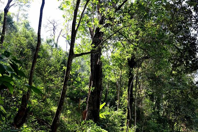 2022年革登古樹春茶，可飲可藏的絕佳茶品