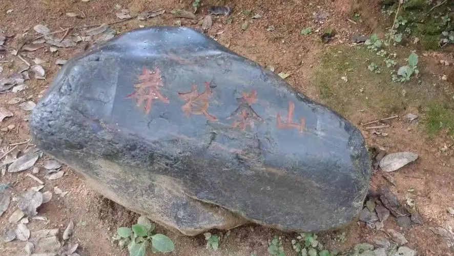 2022年莽枝古樹春茶特點(diǎn)？