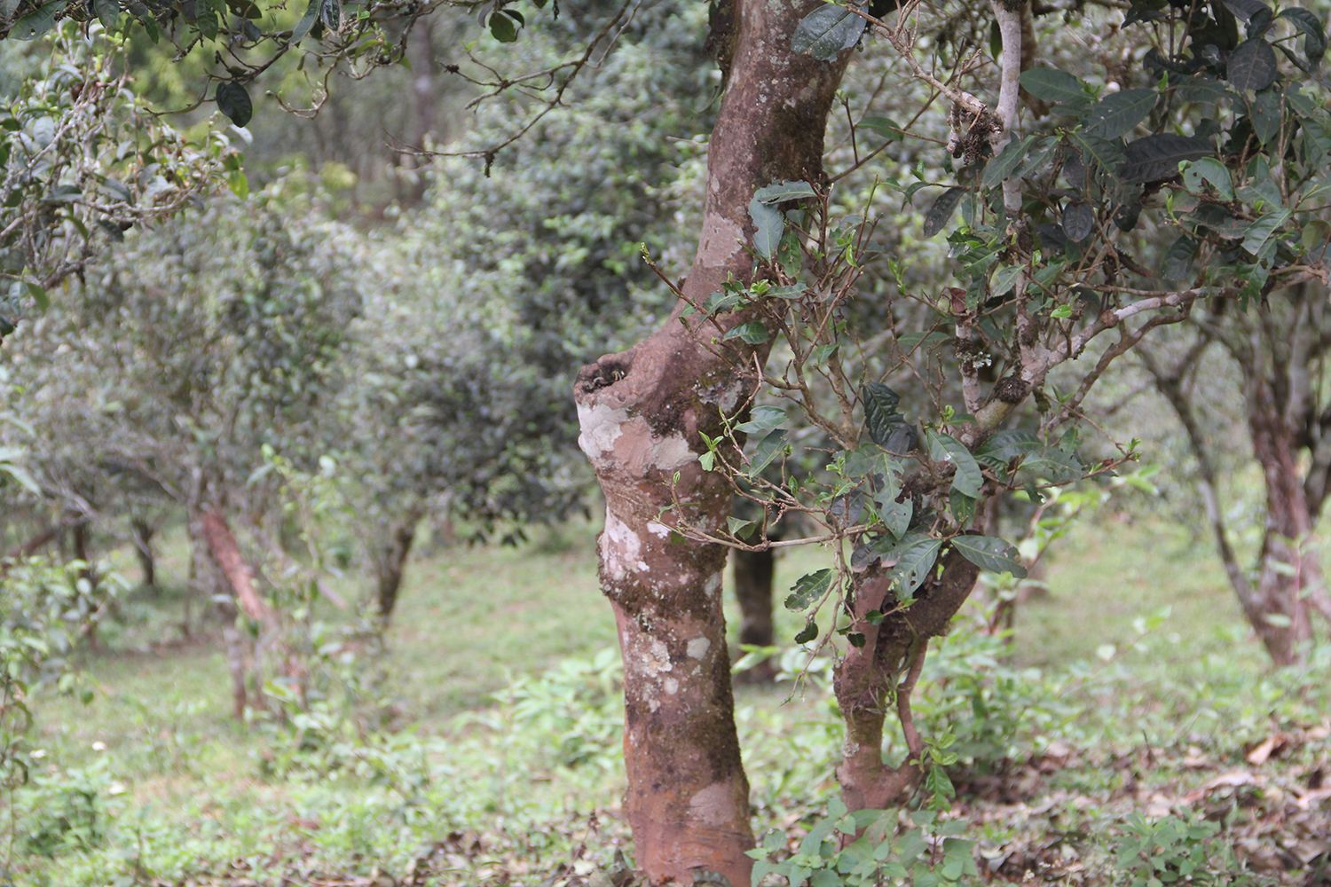 2022年莽枝古樹春茶價(jià)格？