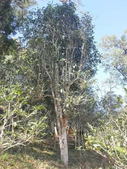 2022年莽枝古樹春茶多少錢一公斤？