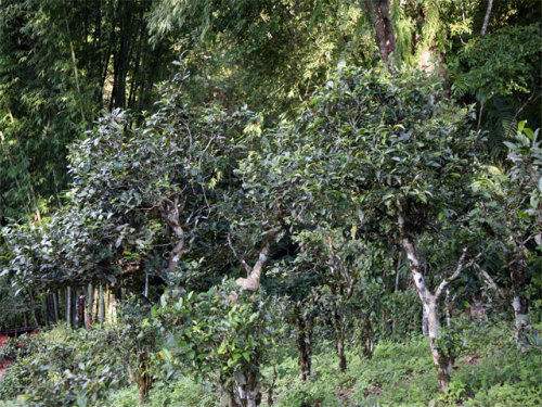 2022年攸樂(lè)古樹春茶特點(diǎn)？