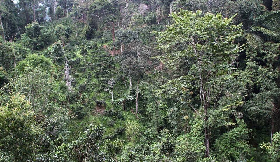 2022年攸樂(lè)古樹春茶價(jià)格？