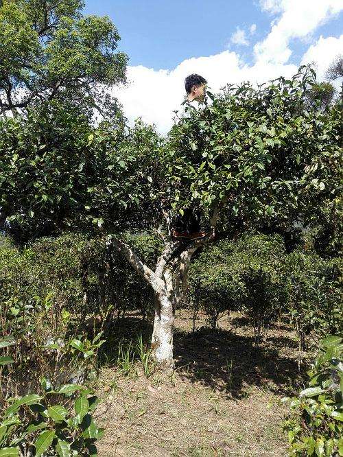 2022年攸樂(lè)古樹春茶多少錢一公斤？