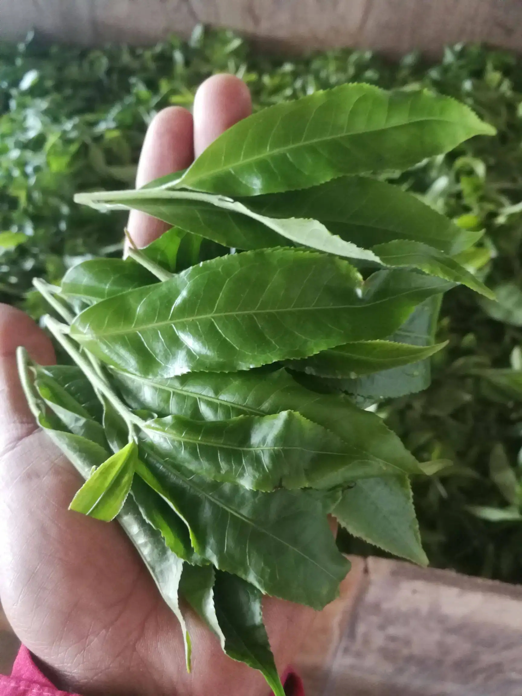 2022年易武曼秀古樹春茶價(jià)格？