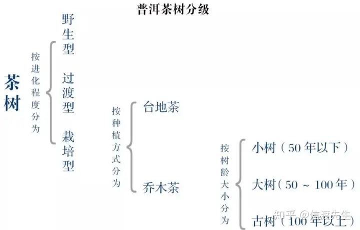 2022年按順序排列普洱茶樹(shù)等級(jí) 怎么分？