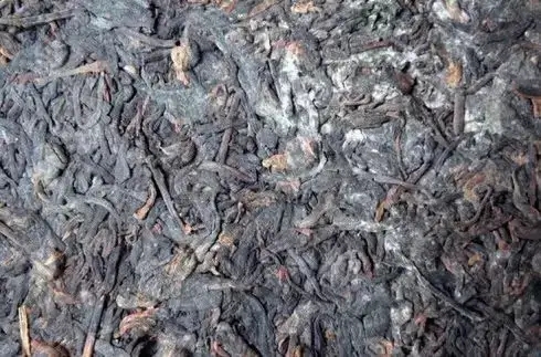 普洱茶泡了之后有霉味怎么辦？