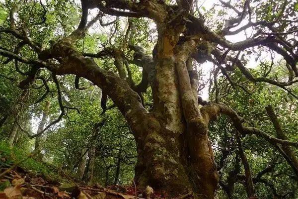 冰島！普洱茶界最有名的山頭，一次性把冰島茶講清楚！