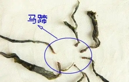 馬蹄竟然還能喝？普洱茶里的馬蹄你有了解過(guò)嗎？
