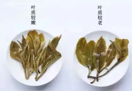 生普？熟普？如何挑選一款普洱茶？