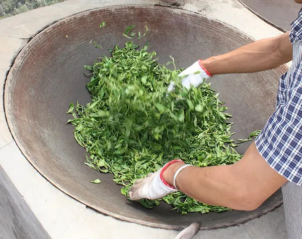 “殺青”是如何影響普洱茶品質(zhì)的？