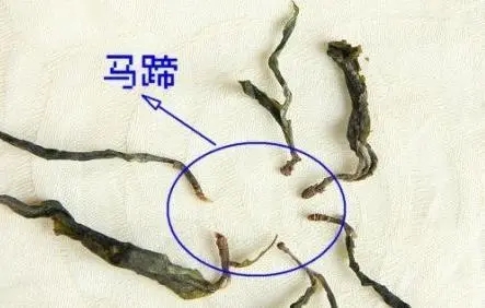 馬蹄竟然還能喝？普洱茶里的馬蹄你有了解過(guò)嗎？