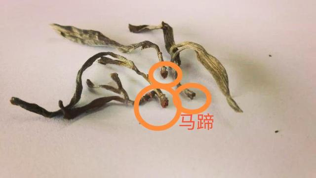 “馬蹄梗”多少跟季節(jié)有關(guān)系？