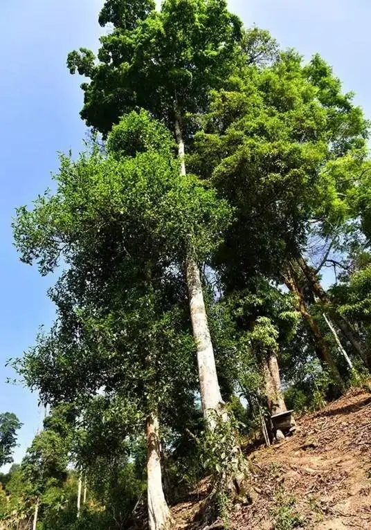 普洱茶概念中的“國有林”、“高桿古樹”是怎么樣的存在？