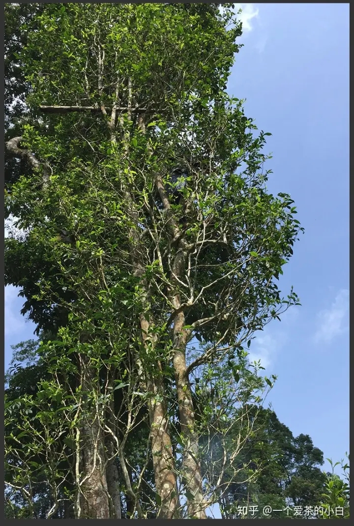 高桿古樹做成的普洱茶，憑什么紅遍大江南北？