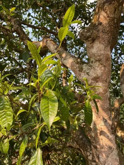 易武高桿 普洱長頸？