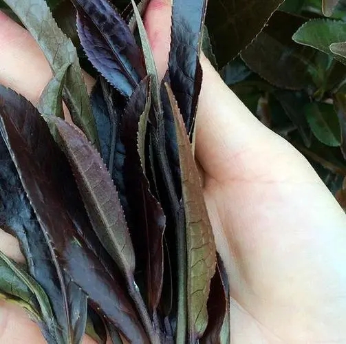普洱茶中有一種叫“紫芽茶”的是怎么回事？