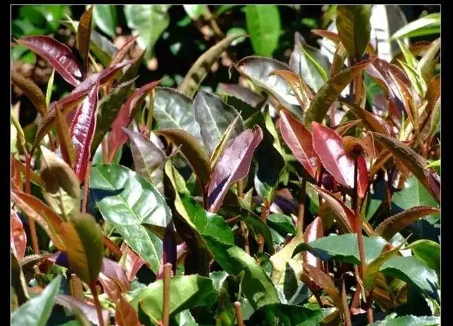 紫芽普洱茶真的都很珍貴嗎？這篇文章說到你心坎上了