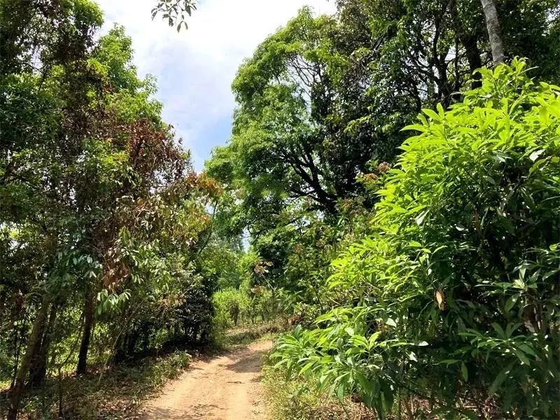 茶山紀實：犀牛塘，最近能火是有原因的