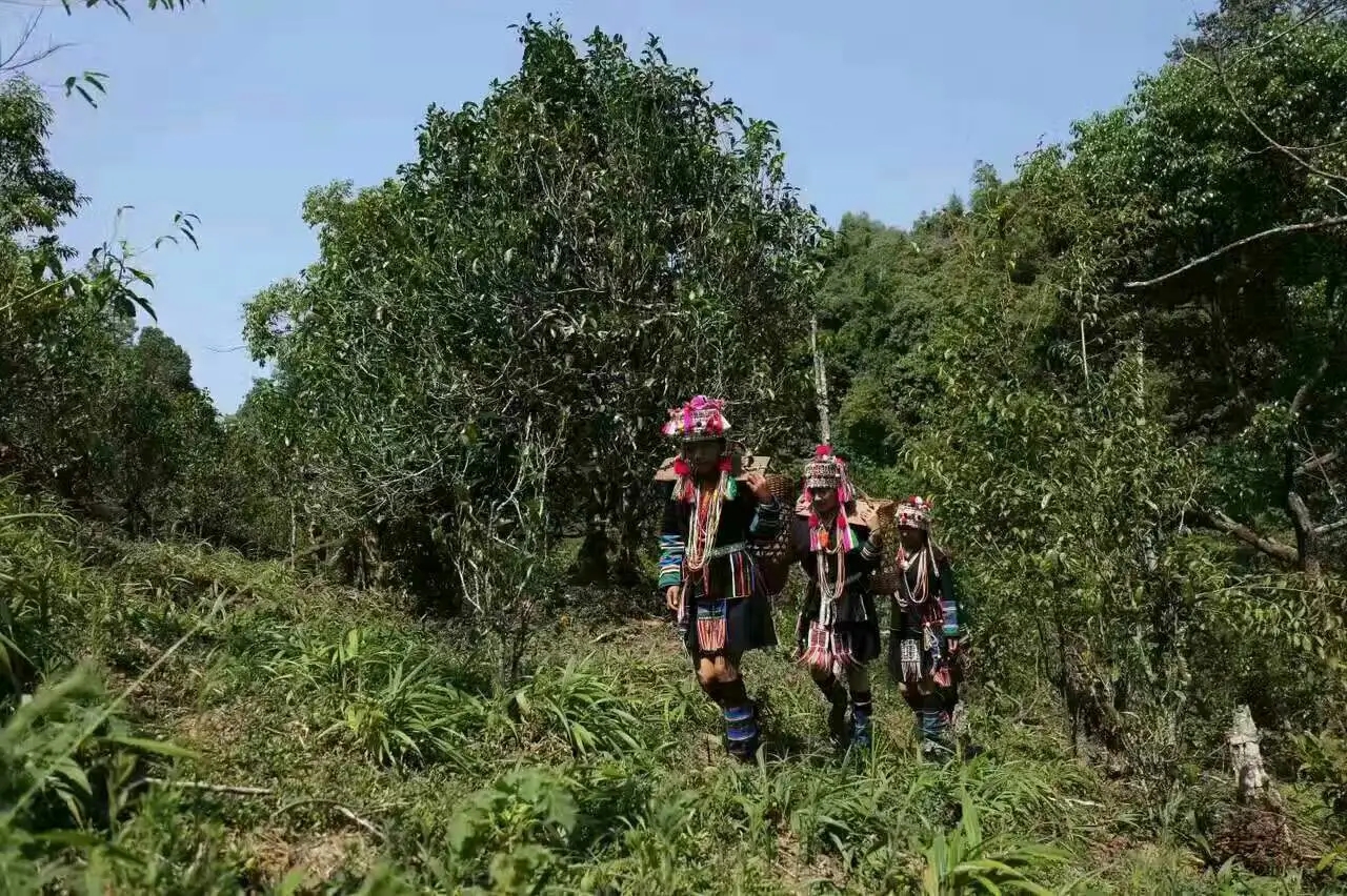 【好茶知味】南糯山石頭老寨拔瑪古樹(shù)：醇柔之質(zhì)，綿遠(yuǎn)之韻